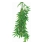 Ficus longifolia - terárijná rastlina