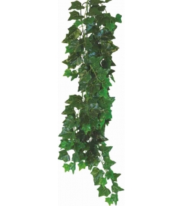 Hedera Helix - terárijná rastlina