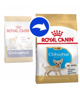 BHN CHIHUAHUA PUPPY 1,5 kg