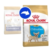 BHN CHIHUAHUA PUPPY 1,5 kg