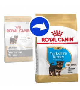 BHN YORKSHIRE PUPPY 1,5 kg