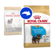 BHN YORKSHIRE PUPPY 1,5 kg